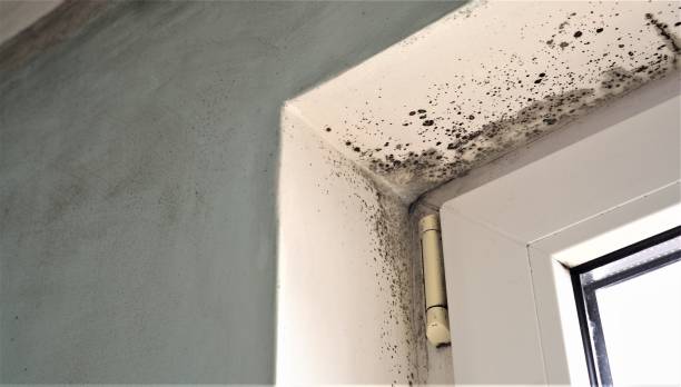 Best Mold Prevention Services  in Quinnesec, MI