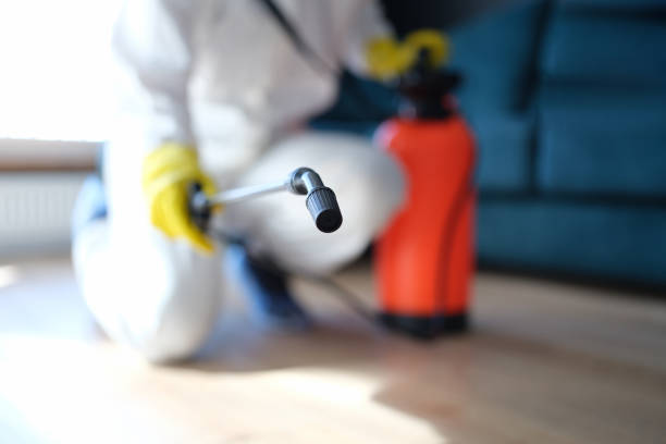 Best Black Mold Removal  in Quinnesec, MI