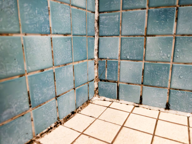 Best Forensic Mold Investigation  in Quinnesec, MI