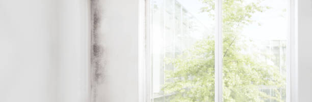 Quinnesec, MI Mold Removal Company