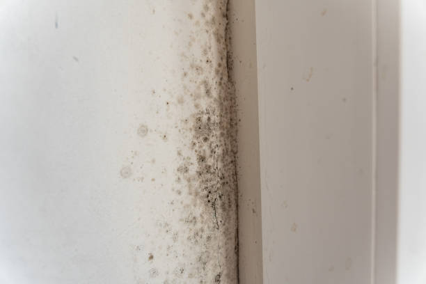 Best Post-Remediation Verification Testing  in Quinnesec, MI