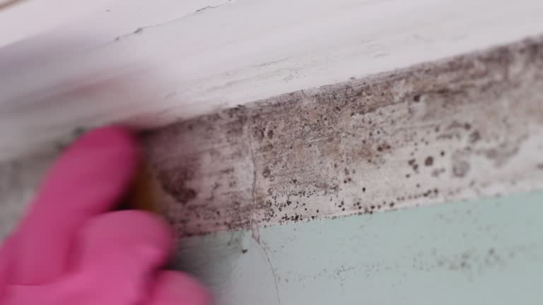 Best Airborne Mold Testing  in Quinnesec, MI